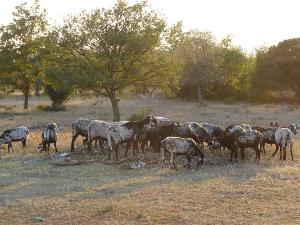 بالي Farmhouse Cubani المظهر الخارجي الصورة